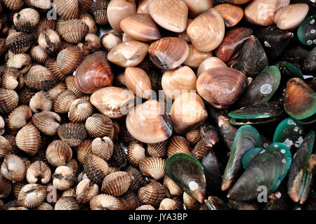 Eine Muschel oder Sea Shell, auch einfach als Shell bezeichnet, ist ein hartes, äußere Schicht um ein Tier, das im Meer leben. Stockfoto