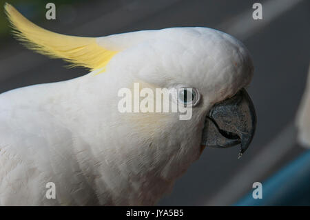 Australische Schwefel-Crested Cockatoo (Cacatua galerita), Nahaufnahme Kopf geschossen, stehend auf einem Balkon. Gosford, New South Wales, Australien. Stockfoto