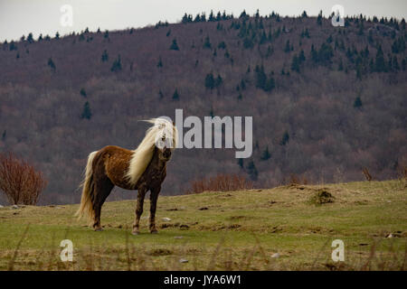 Wanderer durch Wildes Pony am Grayson Hochland State Park Stockfoto