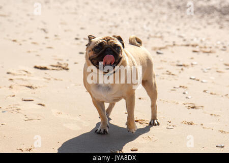 Kleine mops Hund am Strand sand Stockfoto