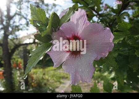 Rosa Syriacus Blume benannt wie Hibiscus syriacus oder stieg von Sharon. Auch als Koreanische Rose oder Mugunghwa Blume bekannt. Stockfoto