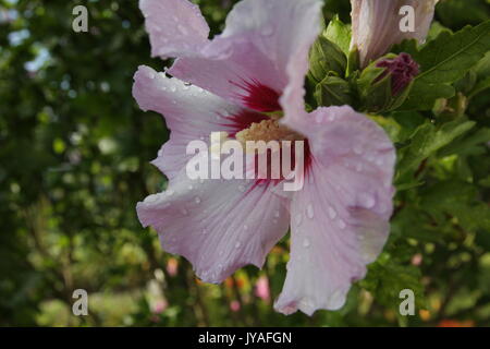 Rosa Syriacus Blume benannt wie Hibiscus syriacus oder stieg von Sharon. Auch als Koreanische Rose oder Mugunghwa Blume bekannt. Stockfoto