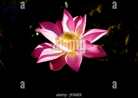 Close-up rosa Lilie Blume mit offen lässt, die in einem Teich. Stockfoto