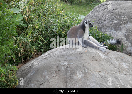 Ring-tailed Lemur sitzen und Sonnenbaden auf bolder Stockfoto