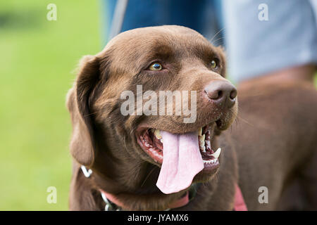 Brauner Labrador Hund stehend mit seinem rosa Zunge heraus hängen Stockfoto