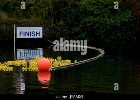 Die erste von 1000 gelben Plastikenten erreicht die Ziellinie beim Latchford Duck Race 2017 mit Unterstützung des St Rocco's Hospice Stockfoto