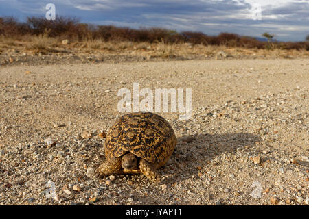 Farm Omandumba (Gastfarm): Leopardenschildkröte [Stigmochelys pardalis) auf Sandboden (Schotterstraße) in den Erongo Mountains, Omaruru District, Namibia Stockfoto