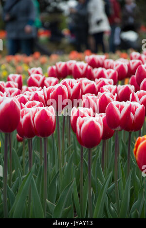 Eine Nahaufnahme von roten Tulpen in der berühmten Keukenhof Park in Holland Stockfoto