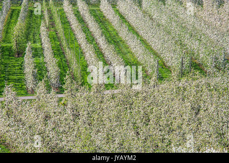 Blühenden Apfelplantagen Villa von Tirano Provinz von Sondrio Lombardei Valtellina Italien Europa Stockfoto