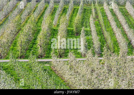 Blühenden Apfelplantagen Villa von Tirano Provinz von Sondrio Lombardei Valtellina Italien Europa Stockfoto