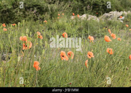 Gemeinsames Feld Mohn/Roter Mohn (Papaver rhoeas) wächst auf dem Boden. In Erinnerung an die gefallenen Soldaten getragen. Stockfoto