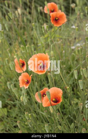 Gemeinsames Feld Mohn/Roter Mohn (Papaver rhoeas) wächst auf dem Boden. In Erinnerung an die gefallenen Soldaten getragen. Stockfoto