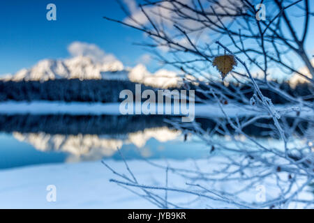 Branchen mit Frost um See Palù, wo die schneebedeckten Gipfel und Wälder Malenco Tal Lombardei Italien Europa reflektiert werden abgedeckt Stockfoto