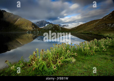 Grüne Wiesen und Blumen frames Das fenetre Seen Frettchen Valley Saint Rhémy Grand St Bernard Aostatal Italien Europa Stockfoto