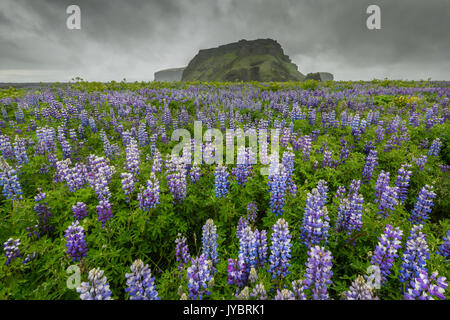 Bereich der Lupinen mit Hjörleifshöfði im Hintergrund. Stockfoto