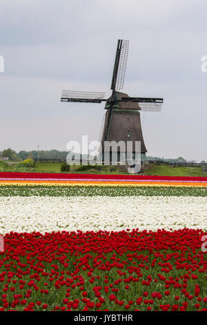 Bunte Tulpenfelder umrahmen die Windmühle im Frühjahr Berkmeer-Koggenland-Nord-Holland-Niederlande-Europa Stockfoto