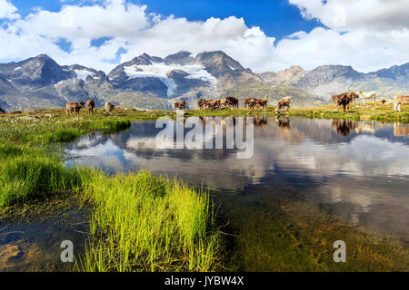 Kühe am Ufer des Sees hohe Berge und Wolken sind reflektiert Bugliet Tal Bernina Engadin Schweiz Europa Stockfoto