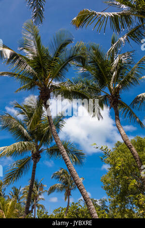 Zu tropischen Palmen mit blauem Himmel in Florida Stockfoto