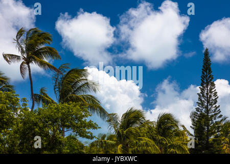 Zu tropischen Palmen mit blauem Himmel in Florida Stockfoto