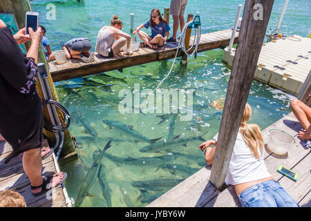 Touristen die Tarpon fressen in Robbies Marina in Islamorada, Florida Keys Stockfoto