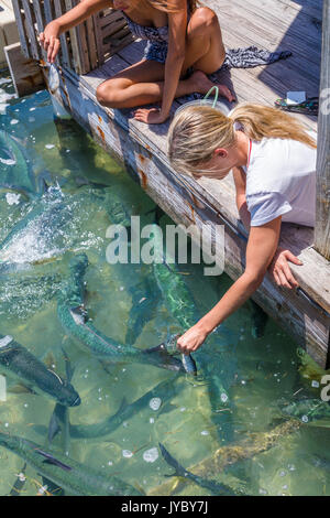 Touristen die Tarpon fressen in Robbies Marina in Islamorada, Florida Keys Stockfoto