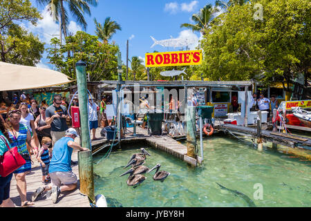 Touristen die Tarpon fressen in Robbies Marina in Islamorada, Florida Keys Stockfoto