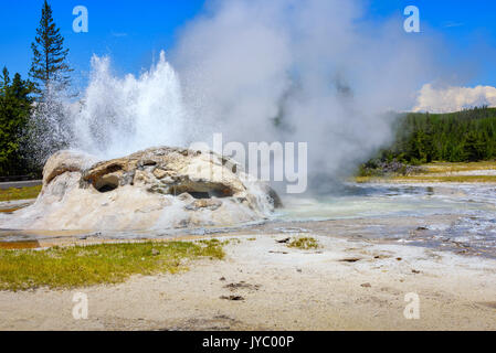 Nahaufnahme der dampfenden, ausbrechenden Grotto Geyser in Upper Geyser Basin. Yellowstone National Park Stockfoto