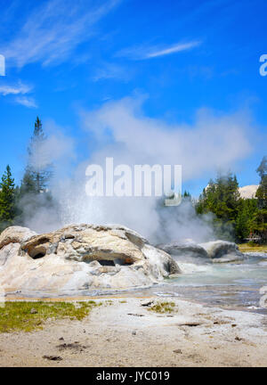 Nahaufnahme der dampfenden, ausbrechenden Grotto Geyser in Upper Geyser Basin. Yellowstone Nationalpark. vertikales Layout Stockfoto