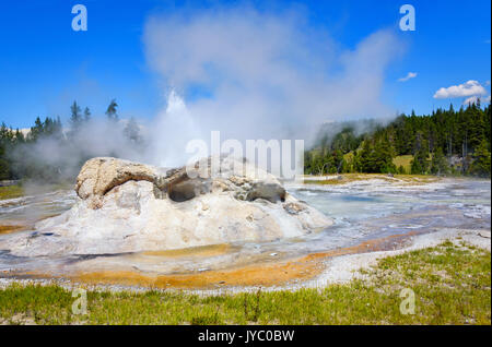 Dampf und ausbrechenden Gewässern des Grotto Geyser in Upper Geyser Basin. Yellowstone National Park Stockfoto