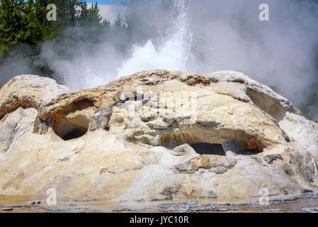 Nahaufnahme des Grotto Geyser in Upper Geyser Basin. Yellowstone National Park, USA Stockfoto