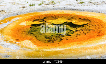 Nahaufnahme der wirtschaftlichen Geysir in Upper Geyser Basin, Yellowstone National Park Stockfoto