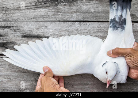 Nahaufnahme Weiße Feder Flügel des Homing Pigeon Vogel auf der Bodenplatte aus Holz Stockfoto