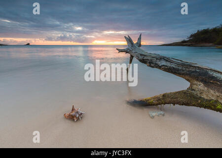 Baumstämme und Seashell durch die Farben der karibischen Sonnenuntergang Hawksbill Bay Antigua und Barbuda Leeward Islands West Indies gerahmt Stockfoto