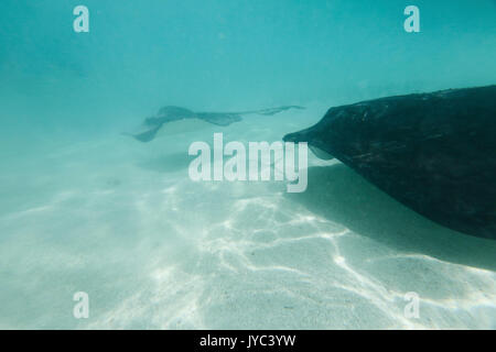 Die tropische Unterwasserwelt Stingray City Saint Philip Karibik Antigua und Barbuda Leeward West Indies Stockfoto