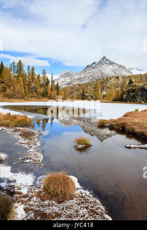 Die halb gefrorenen See Mufule, am Fuße des Pizzo Scalino, durch gelbe Lärchen im Herbst umgeben, nicht weit von der Alpe und der Rifugio Prabello Cris Stockfoto