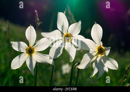 Narziss ist eine Gattung der vor allem Hardy, meist Frühling-blühenden, bauchigen Stauden im Amaryllis Familie, unterfamilie Amaryllidoideae. Verschiedene gemeinsame n Stockfoto