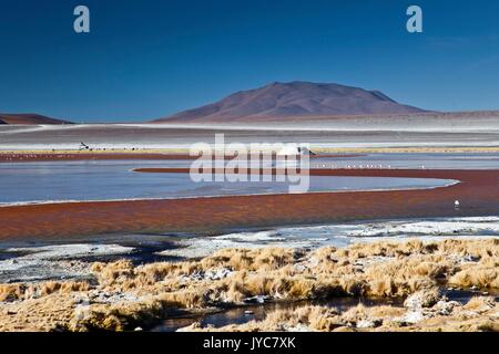 Die Laguna Colorada enthält Borax Inseln, deren weiße Farbe durch die rötliche Farbe des Wassers, die durch rote Sedimente und Schwein, ist Kontraste Stockfoto