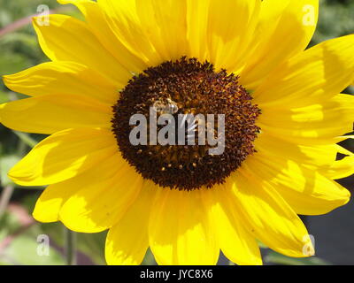Eine Biene sammelt Nektar von einer perfekten gelben Sonnenblume, Ottawa, Ontario, Kanada. Stockfoto