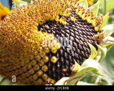 Schwarze Sonnenblumen Samen reifen auf den Kopf einer Sonnenblume, Ottawa, Ontario, Kanada. Stockfoto