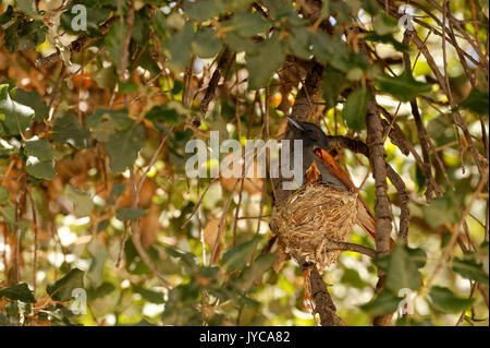 Afrikanischer paradiesischer Flycatcher (Terpsiphone viridis): Henne (weiblich) sitzt auf dem Nest mit einem Küken im Baum, Farm Ozondjisse bei Omaruru, Erongo, Namibia Stockfoto