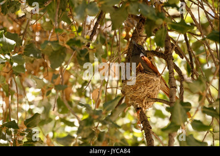 Afrikanischer paradiesischer Flycatcher (Terpsiphone viridis): Henne (weiblich) sitzt auf dem Nest mit einem Küken im Baum, Farm Ozondjisse bei Omaruru, Erongo, Namibia Stockfoto