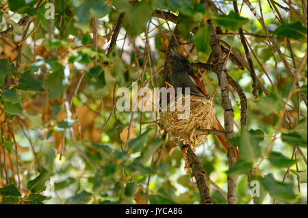 Afrikanischer paradiesischer Flycatcher (Terpsiphone viridis): Henne (weiblich) sitzt auf dem Nest mit einem Küken im Baum, Farm Ozondjisse bei Omaruru, Erongo, Namibia Stockfoto