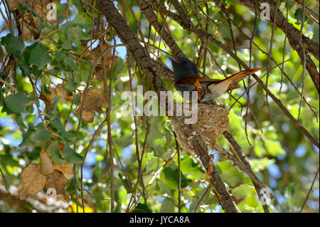 Afrikanischer paradiesischer Flycatcher (Terpsiphone viridis): Henne (weiblich) sitzt auf dem Nest mit einem Küken im Baum, Farm Ozondjisse bei Omaruru, Erongo, Namibia Stockfoto