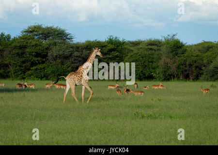 Gast- und Jagdfarm Wildacker: Giraffe [Giraffa camelopardalis] a. Schwarzgesichtige Impalas (Aepyceros petersi) im Savanna Grootfontein District in Namibia Stockfoto