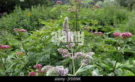 Blume von Minze (Mentha Longifolia), Blume - mentha Stockfoto