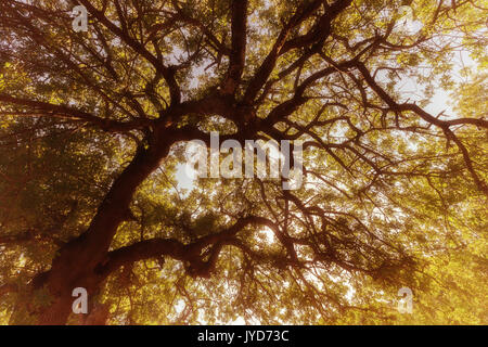 Big Tree gegen den Himmel. Geringe Sicht, vintage Bild. Stockfoto