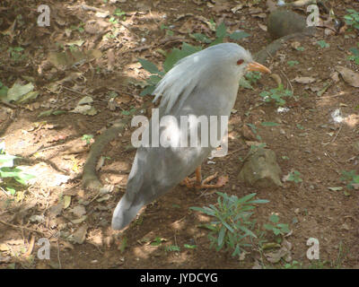 Kagu einzigartiger Vogel aus Neukaledonien. Stockfoto