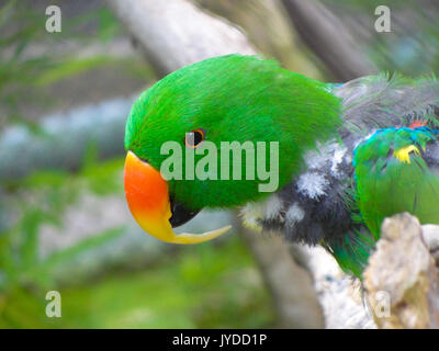 Eclectus Papagei mit langem Schnabel in Gefangenschaft. Stockfoto