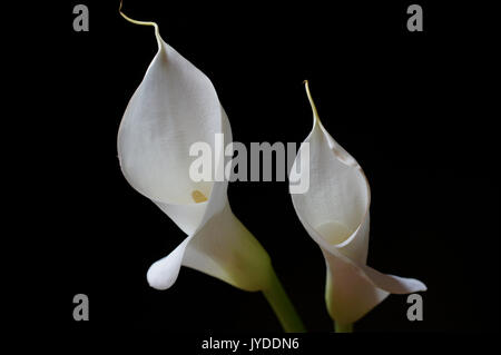 Weiße Calla Lilien auf dem schwarzen Hintergrund Stockfoto