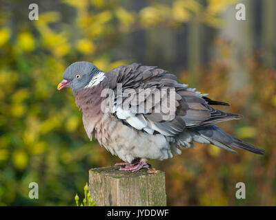 Ringeltaube Columba palumbus Putzen auf Garten Rose trellis Stockfoto